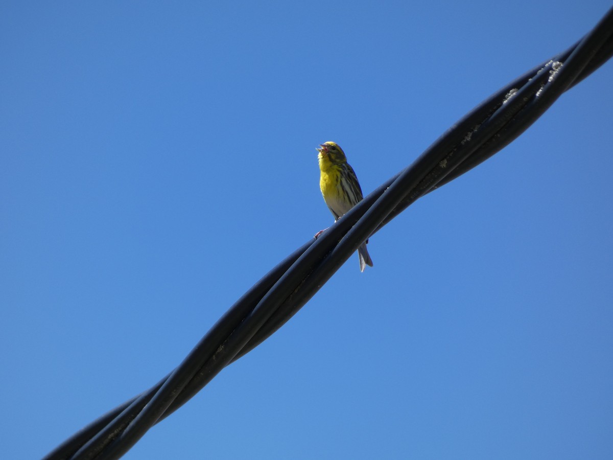 European Serin - Francisco Javier Calvo lesmes