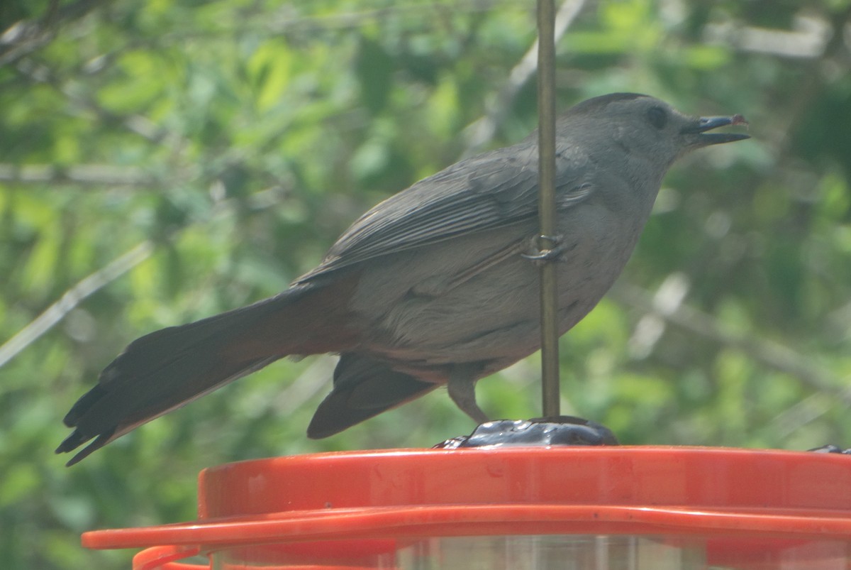 Gray Catbird - ML447080081