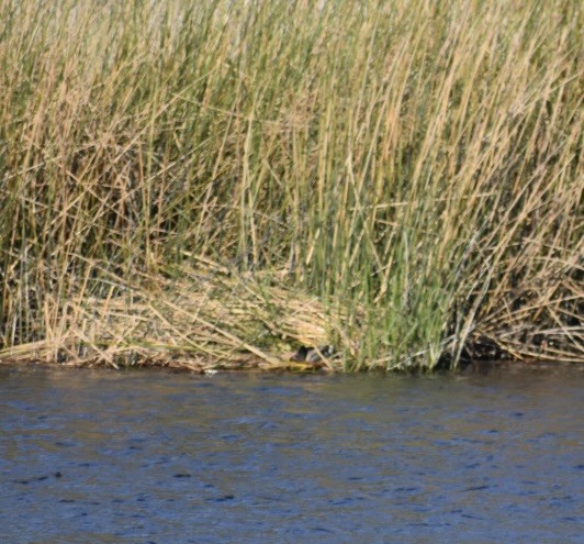 Mallard - Larry Langstaff