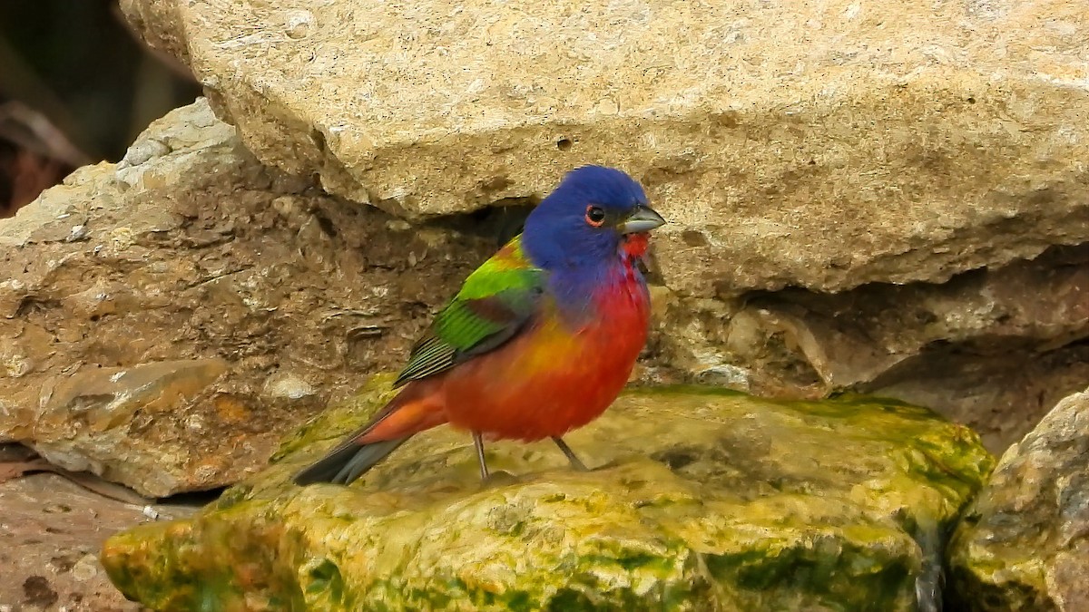 Painted Bunting - ML447081431