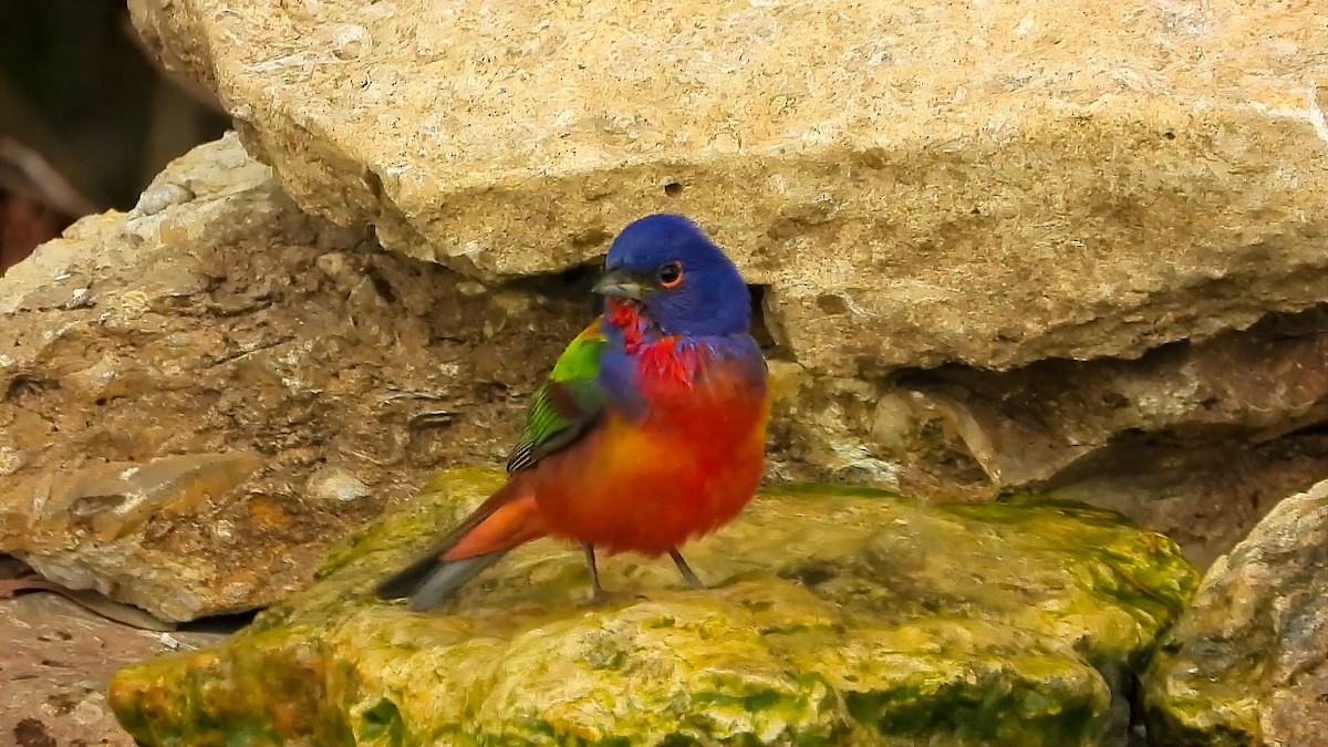 Painted Bunting - ML447081461
