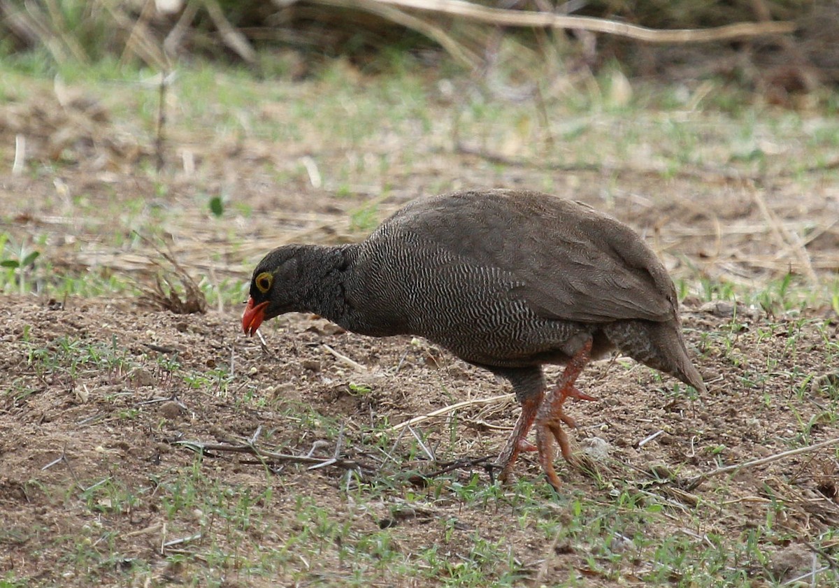 Francolin à bec rouge - ML44708181