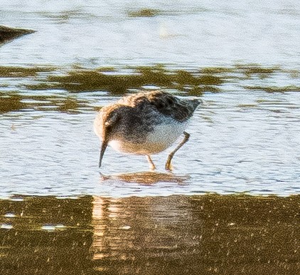 Least Sandpiper - ML447082701
