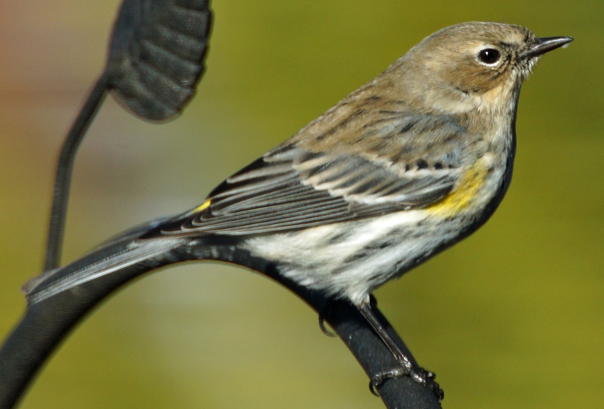 Yellow-rumped Warbler - ML447083111