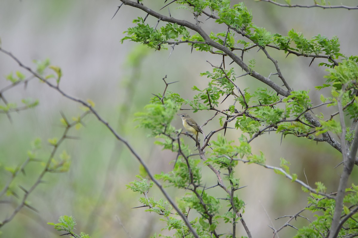 Bell's Vireo - ML447083371