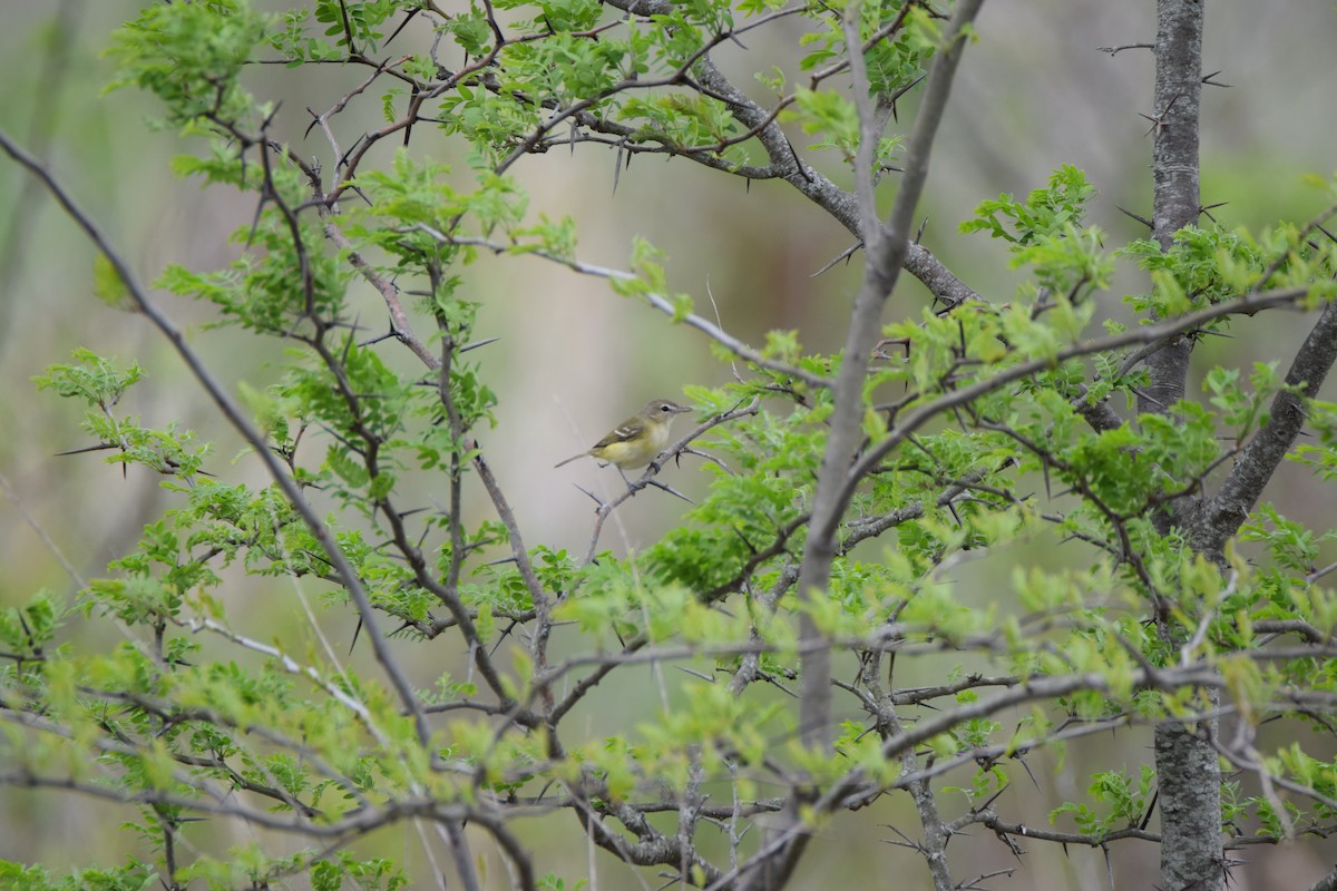 Bell's Vireo - ML447083381