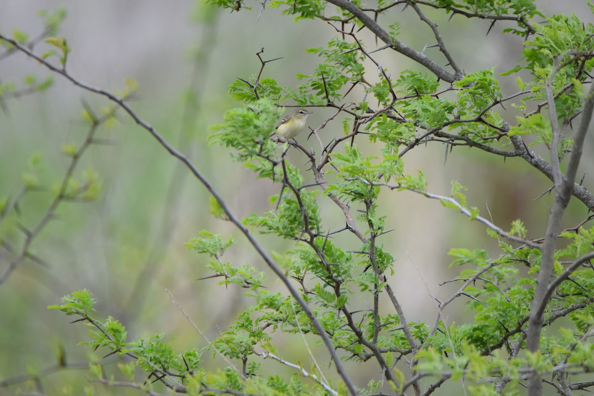 Bell's Vireo - ML447083401