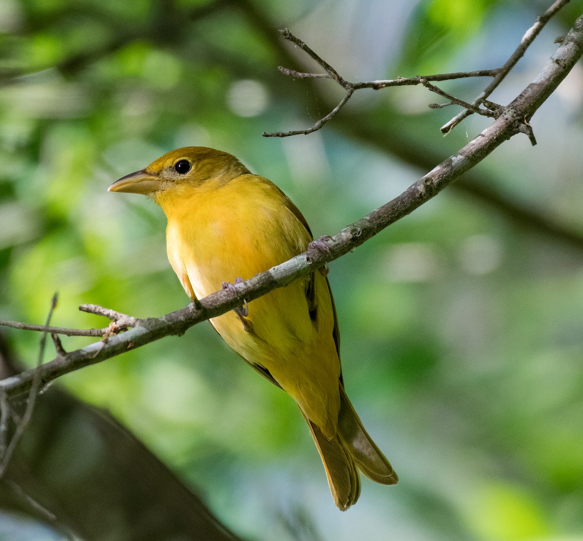 Summer Tanager - ML447083881