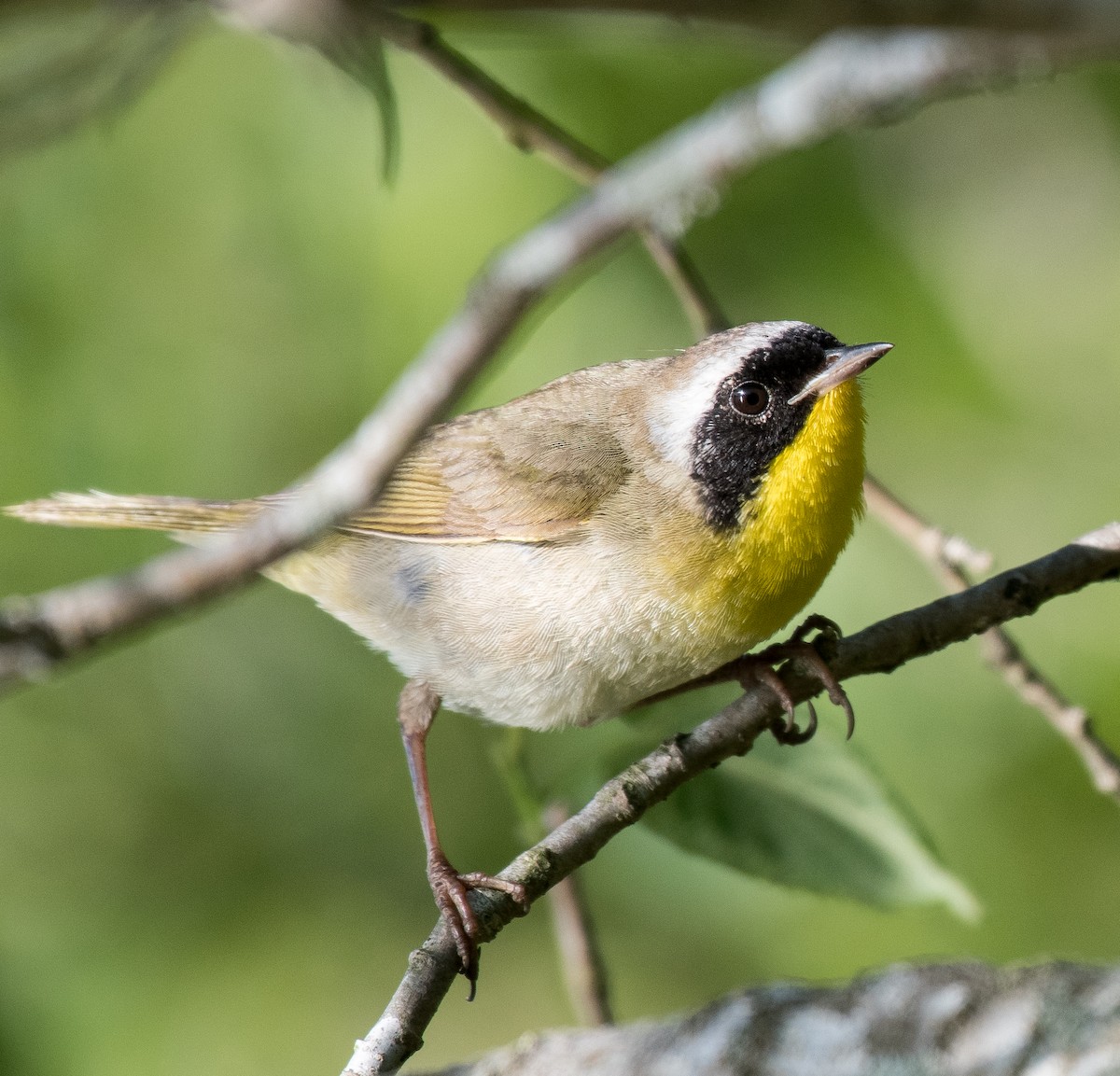 Common Yellowthroat - ML447084301