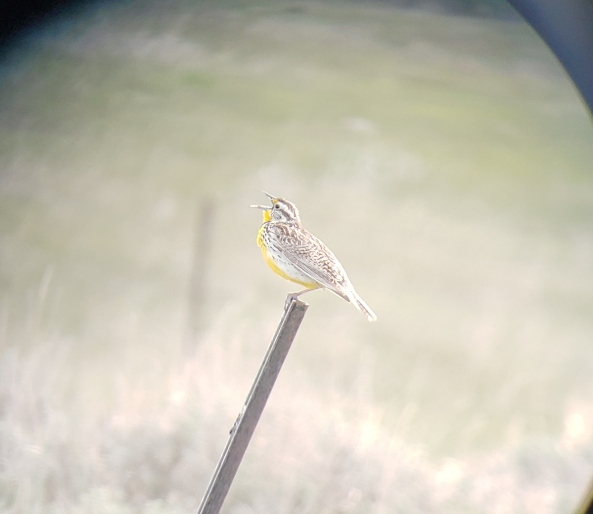 Western Meadowlark - ML447084371