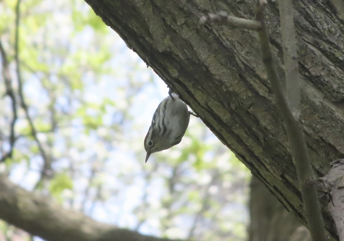 Black-and-white Warbler - ML447084481