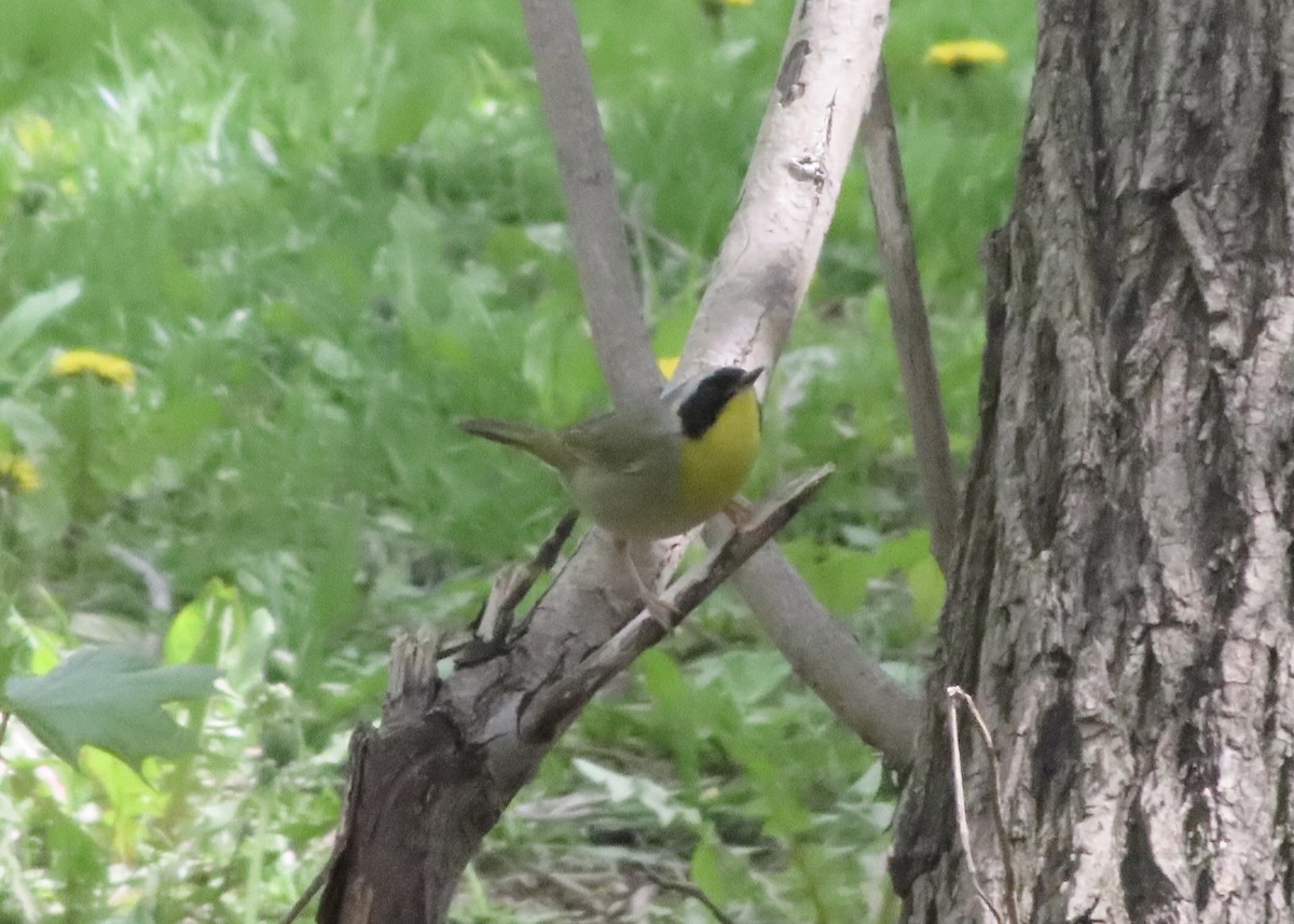 Common Yellowthroat - ML447084531