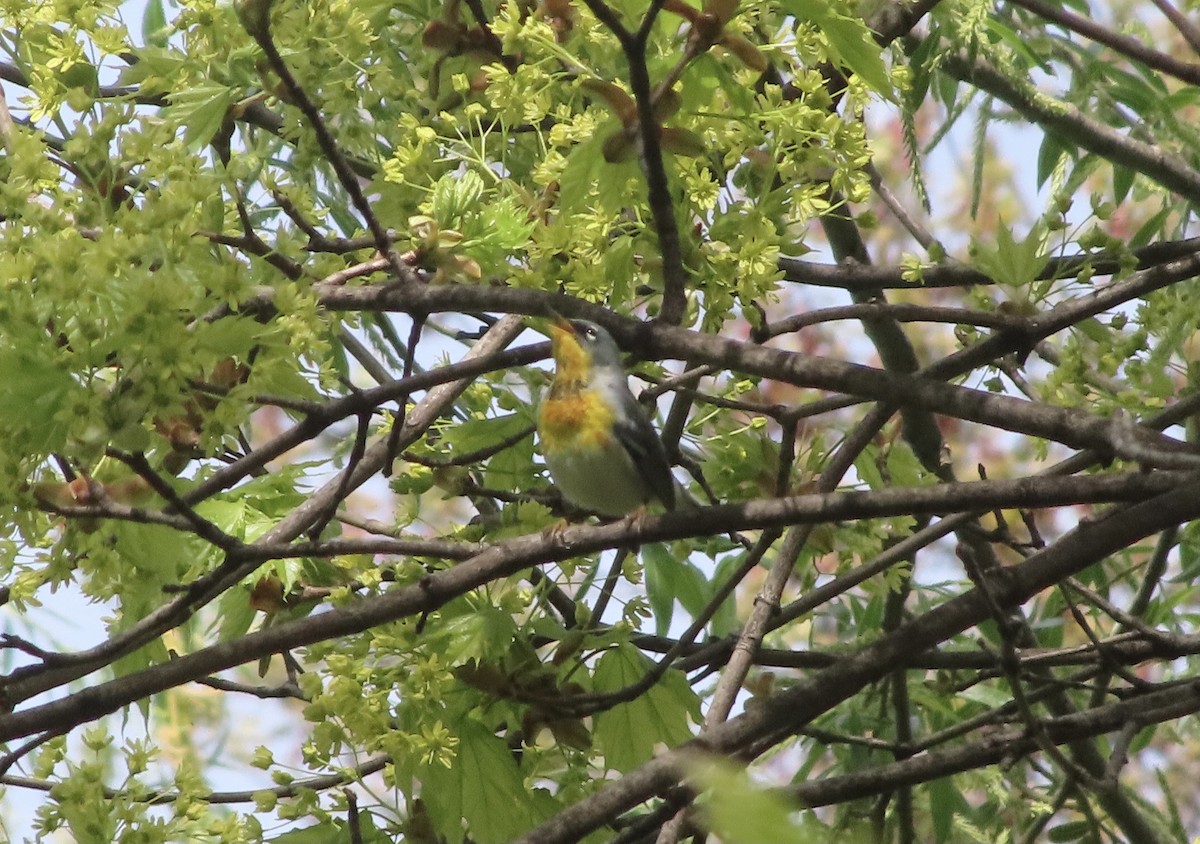 Northern Parula - ML447084671