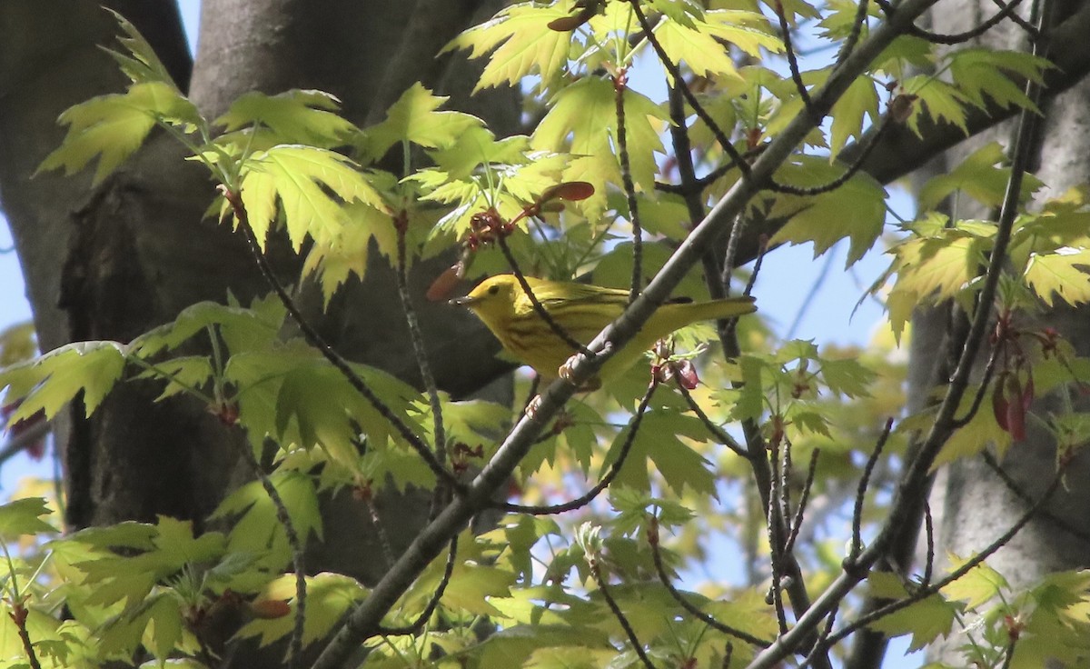 Yellow Warbler (Northern) - ML447084731
