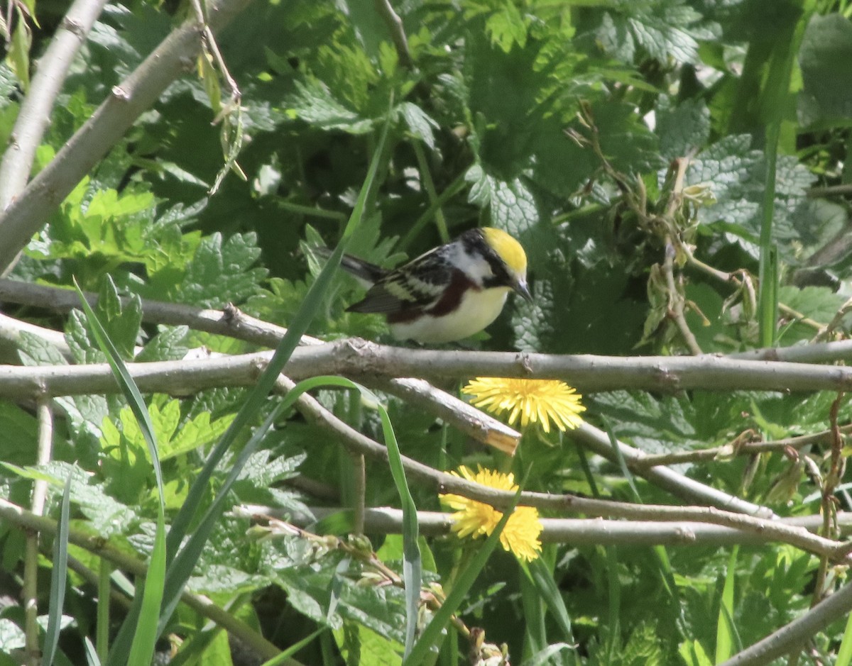 Chestnut-sided Warbler - ML447084801