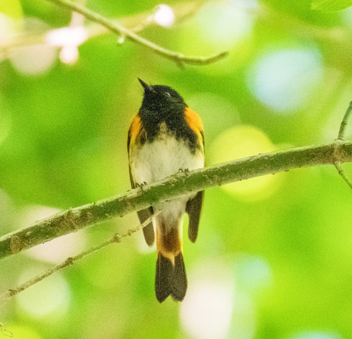 American Redstart - ML447085041