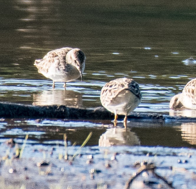 Least Sandpiper - ML447085421