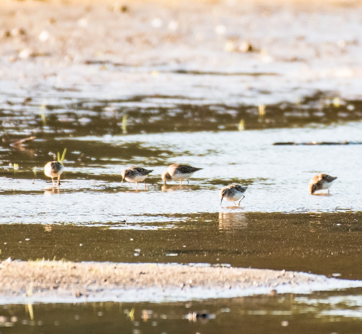 Least Sandpiper - ML447086481