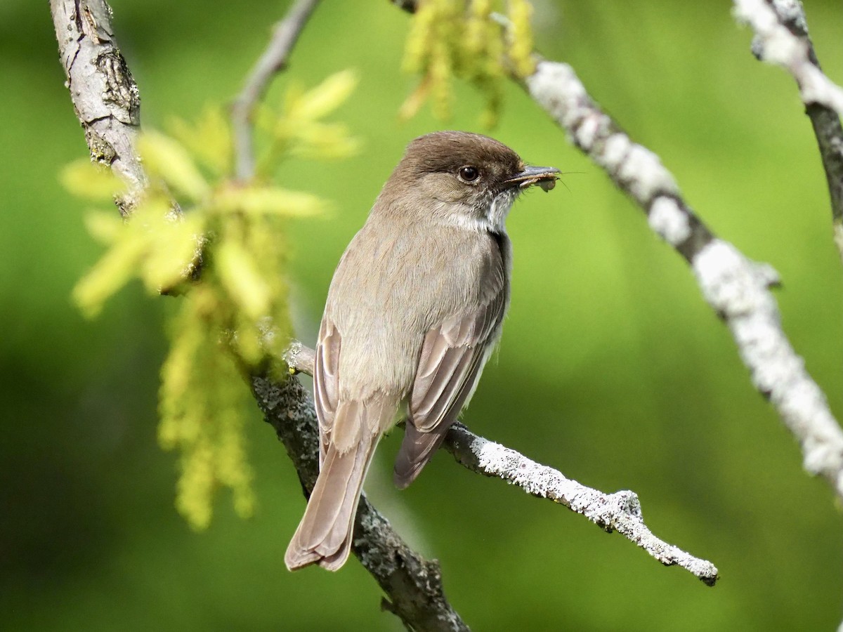 Eastern Phoebe - ML447087651