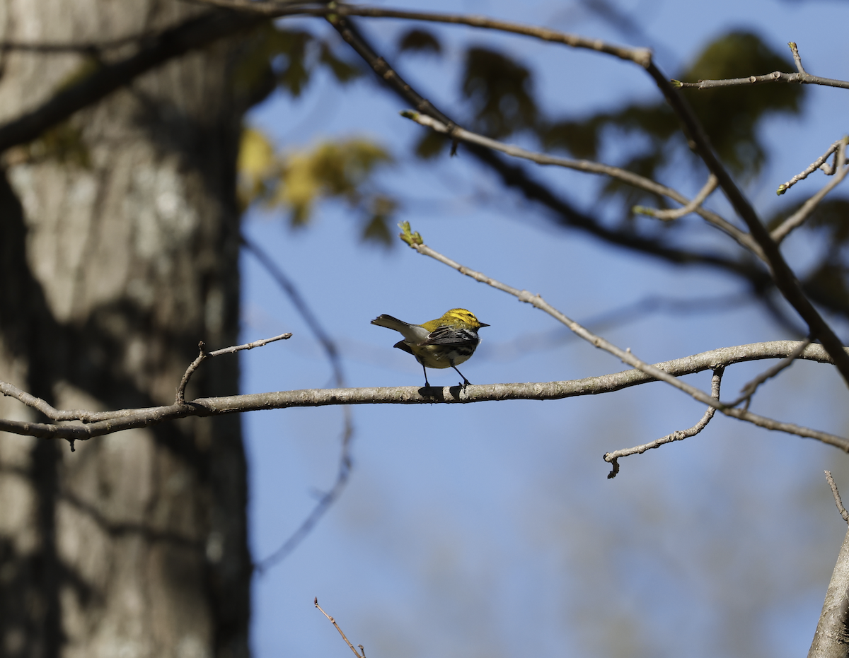 Black-throated Green Warbler - ML447088191