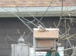 Eurasian Tree Sparrow - ML447088621