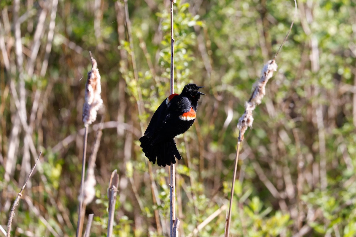 Red-winged Blackbird - ML447090841