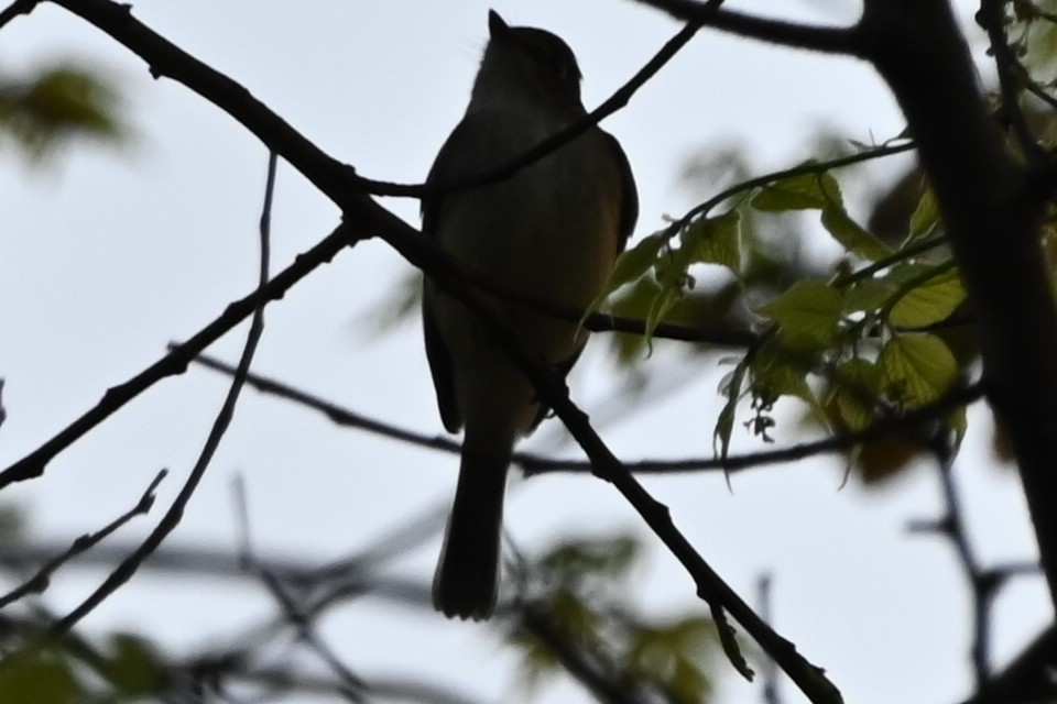 Yellow-bellied Flycatcher - ML447091031