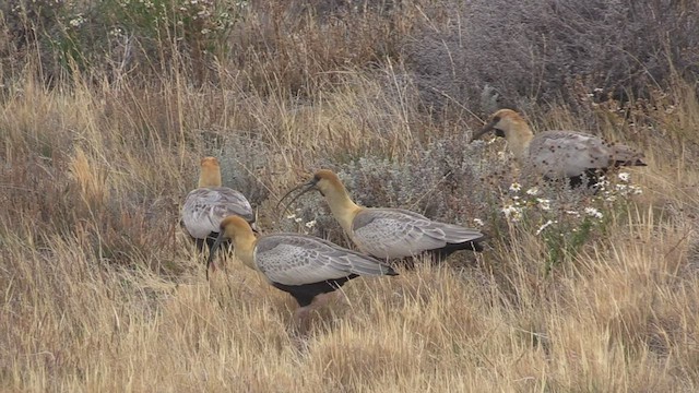 Black-faced Ibis - ML447091941