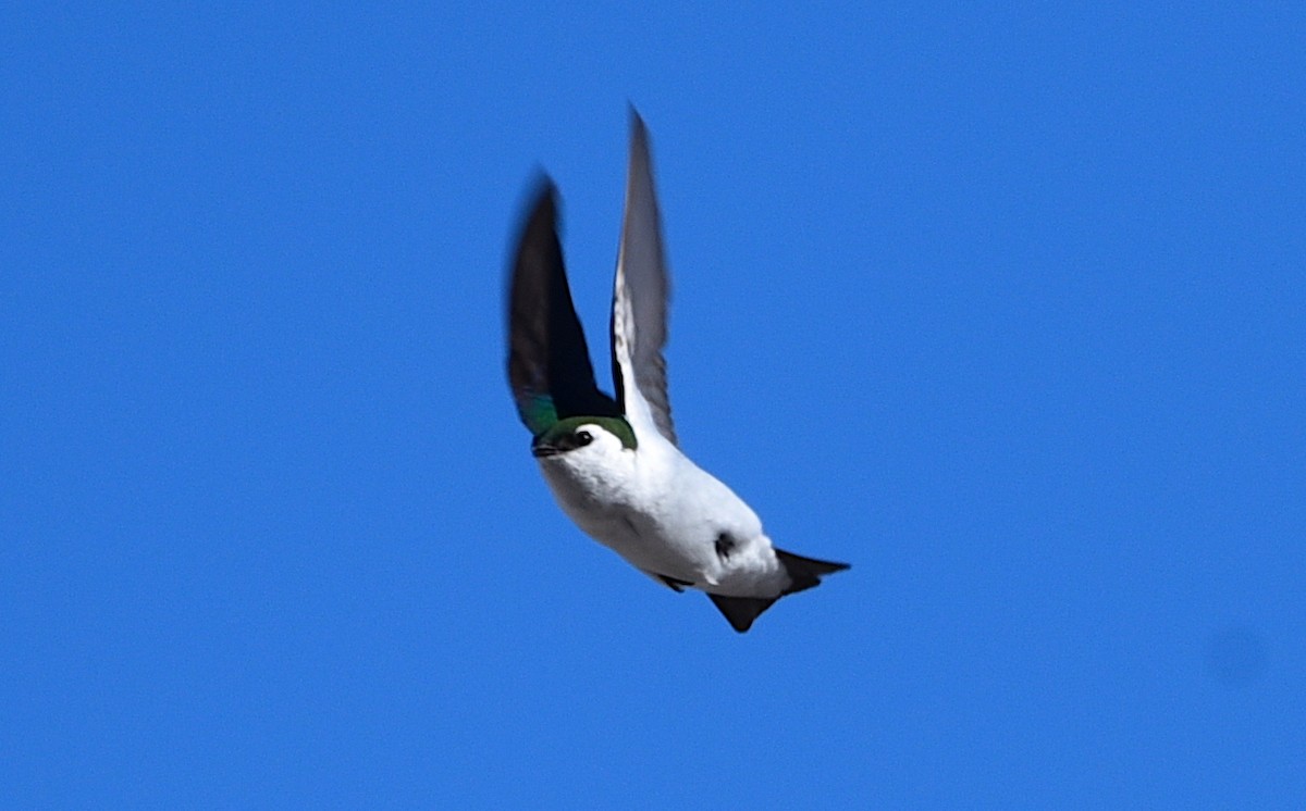 Violet-green Swallow - D & I Fennell