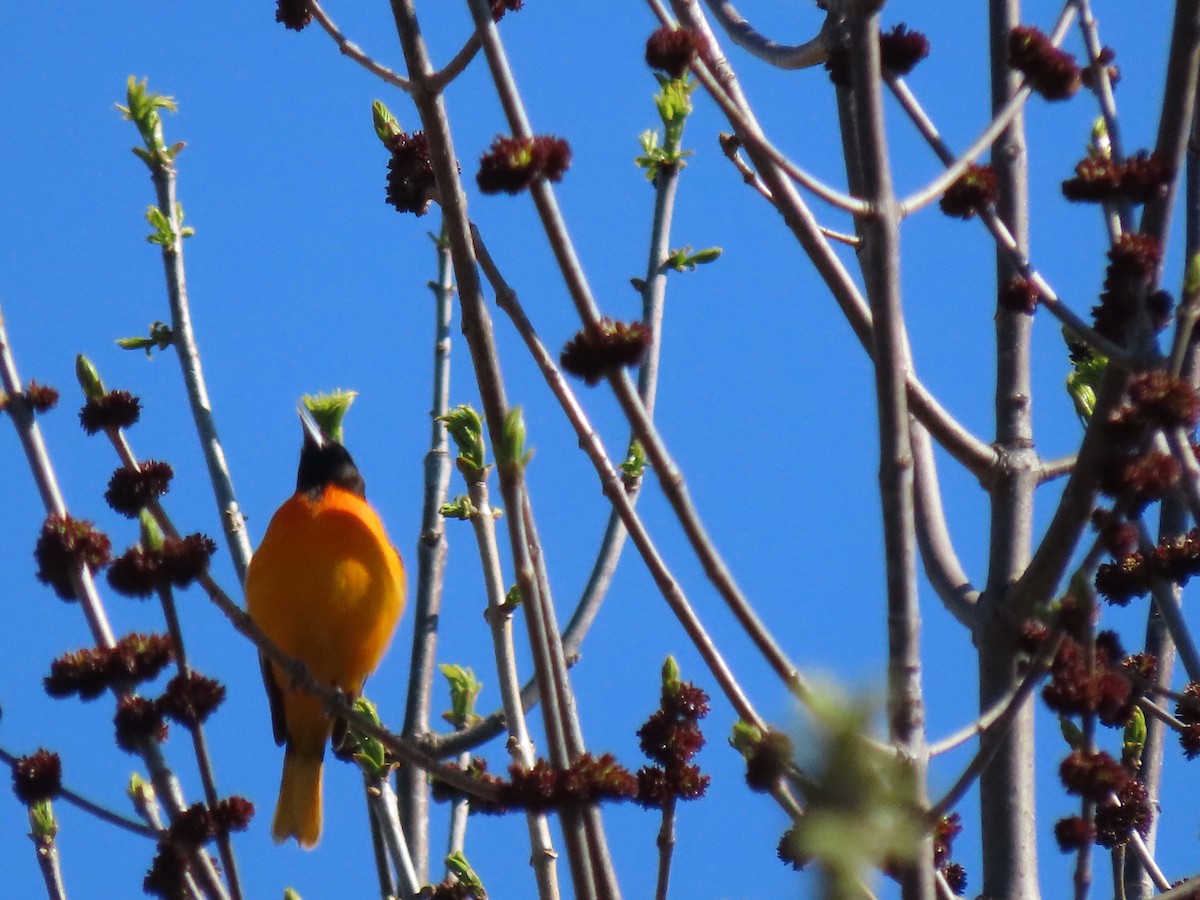 Baltimore Oriole - ML447093931