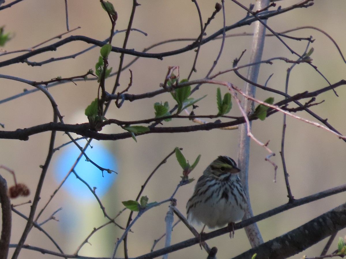 Savannah Sparrow - ML447094131