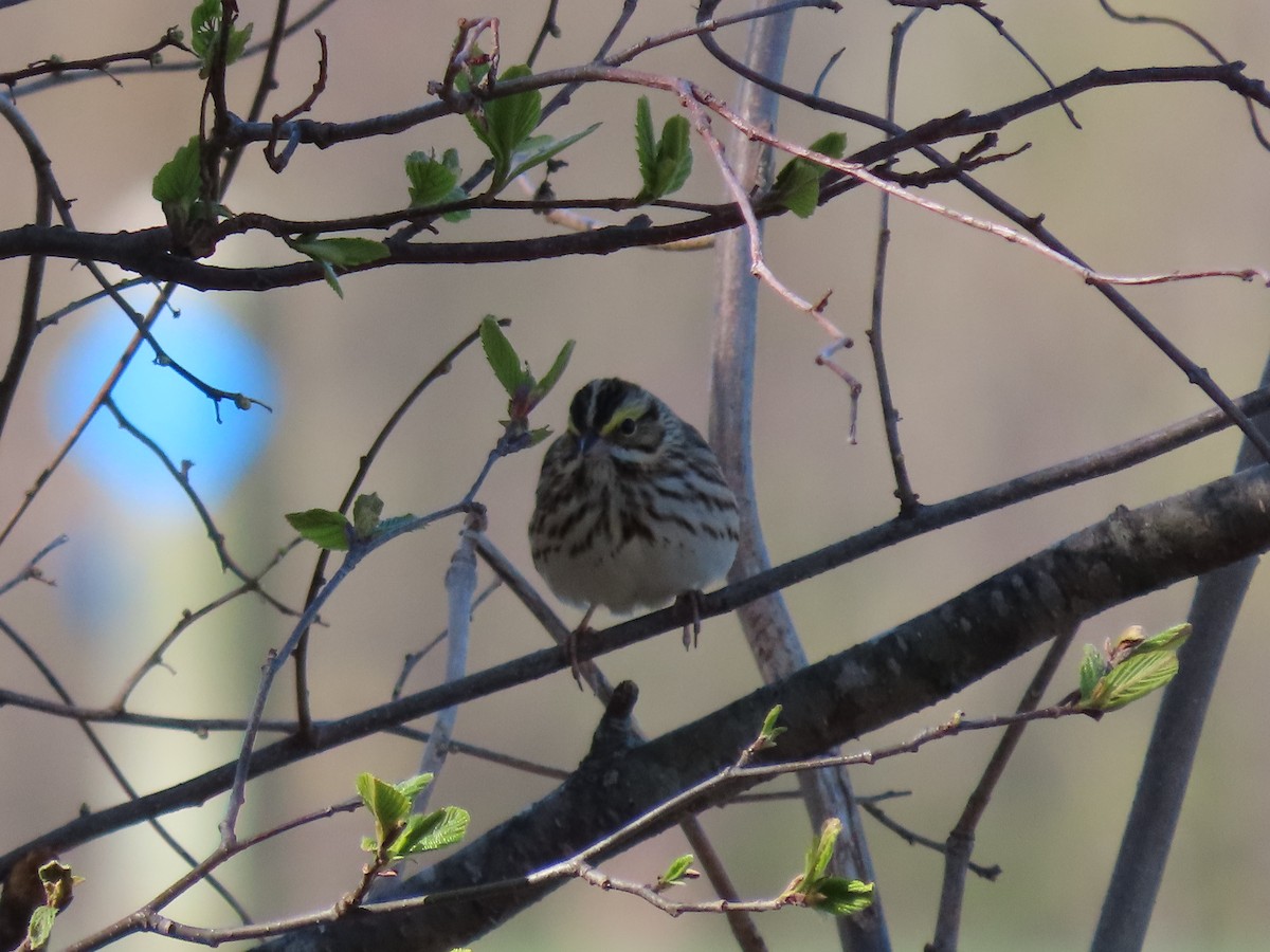 Savannah Sparrow - ML447094281