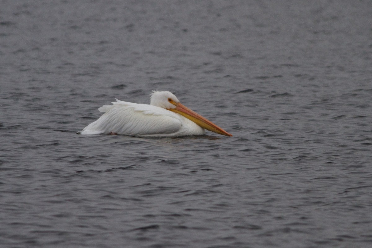 American White Pelican - Alyssa Suder