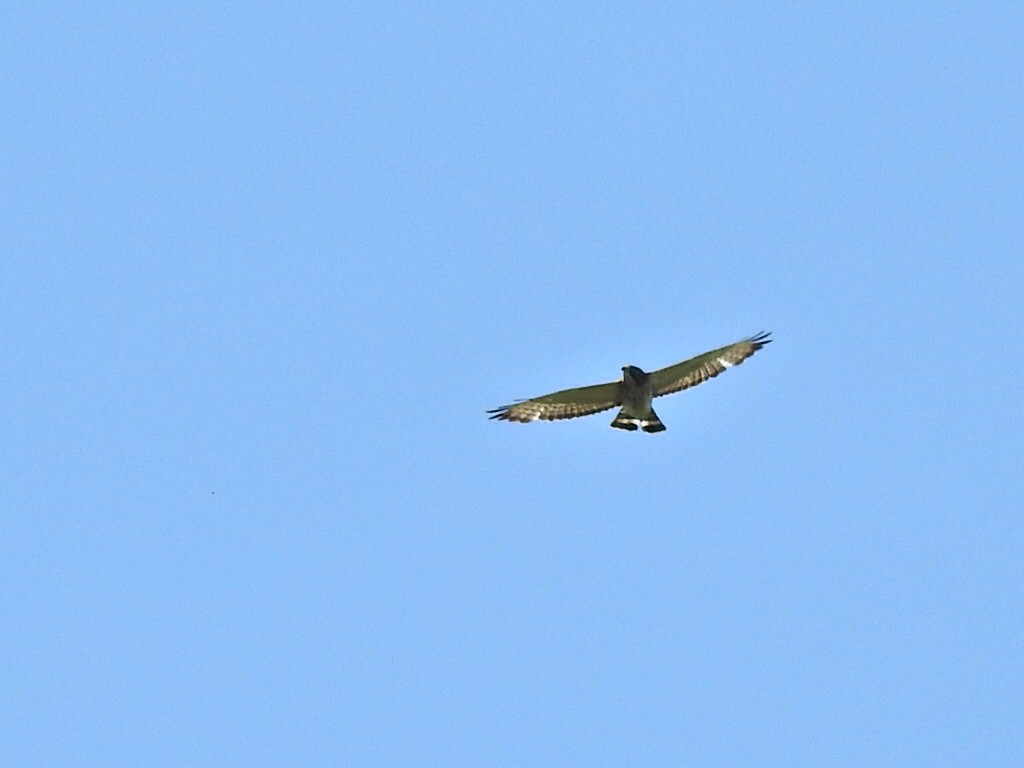 Broad-winged Hawk - Jeff Goff