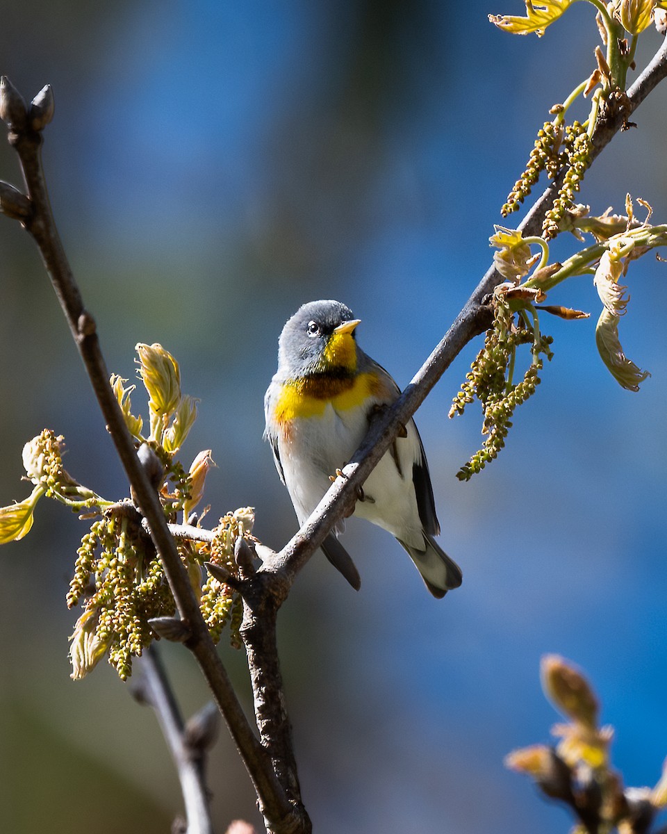 Northern Parula - ML447095701
