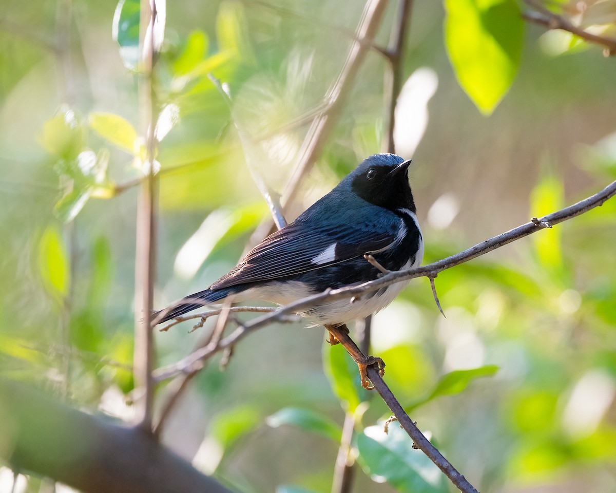 Black-throated Blue Warbler - ML447095761