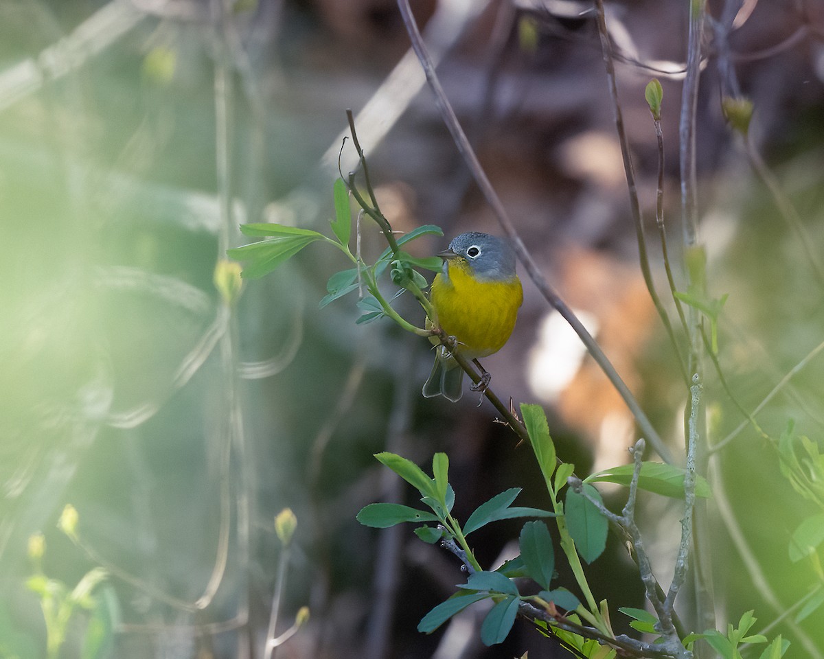 Nashville Warbler - ML447095871