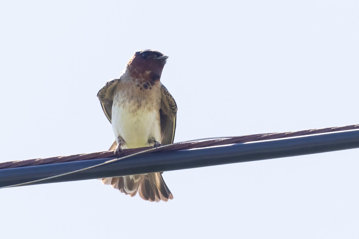 Cliff Swallow - ML447096471