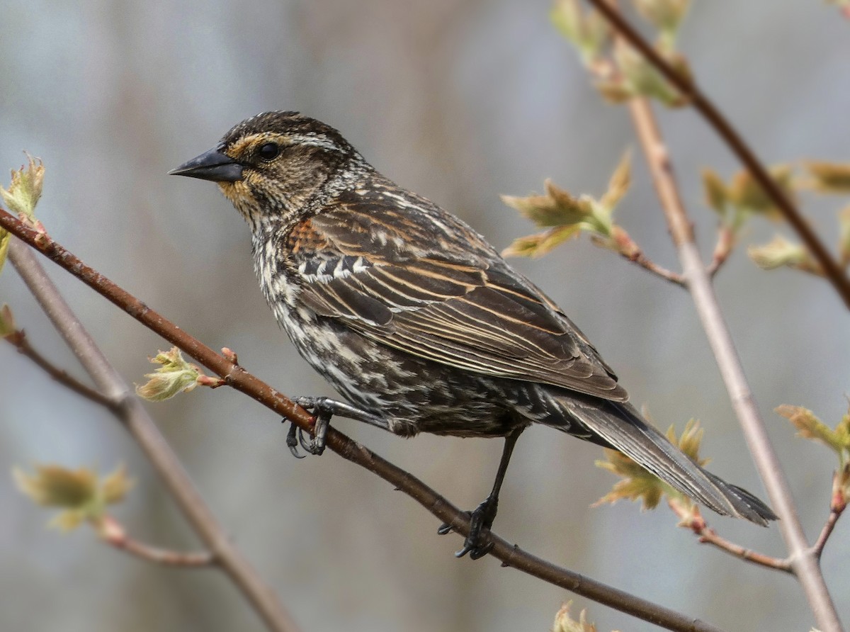 Red-winged Blackbird - ML447096761