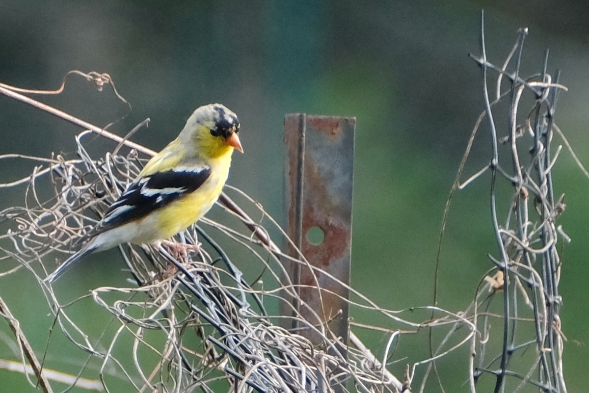 American Goldfinch - ML447097671