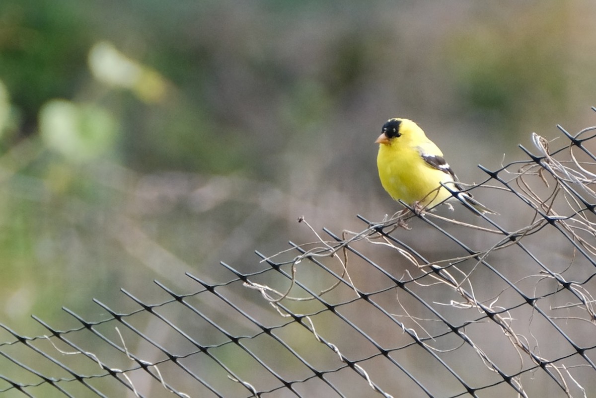 American Goldfinch - ML447097681