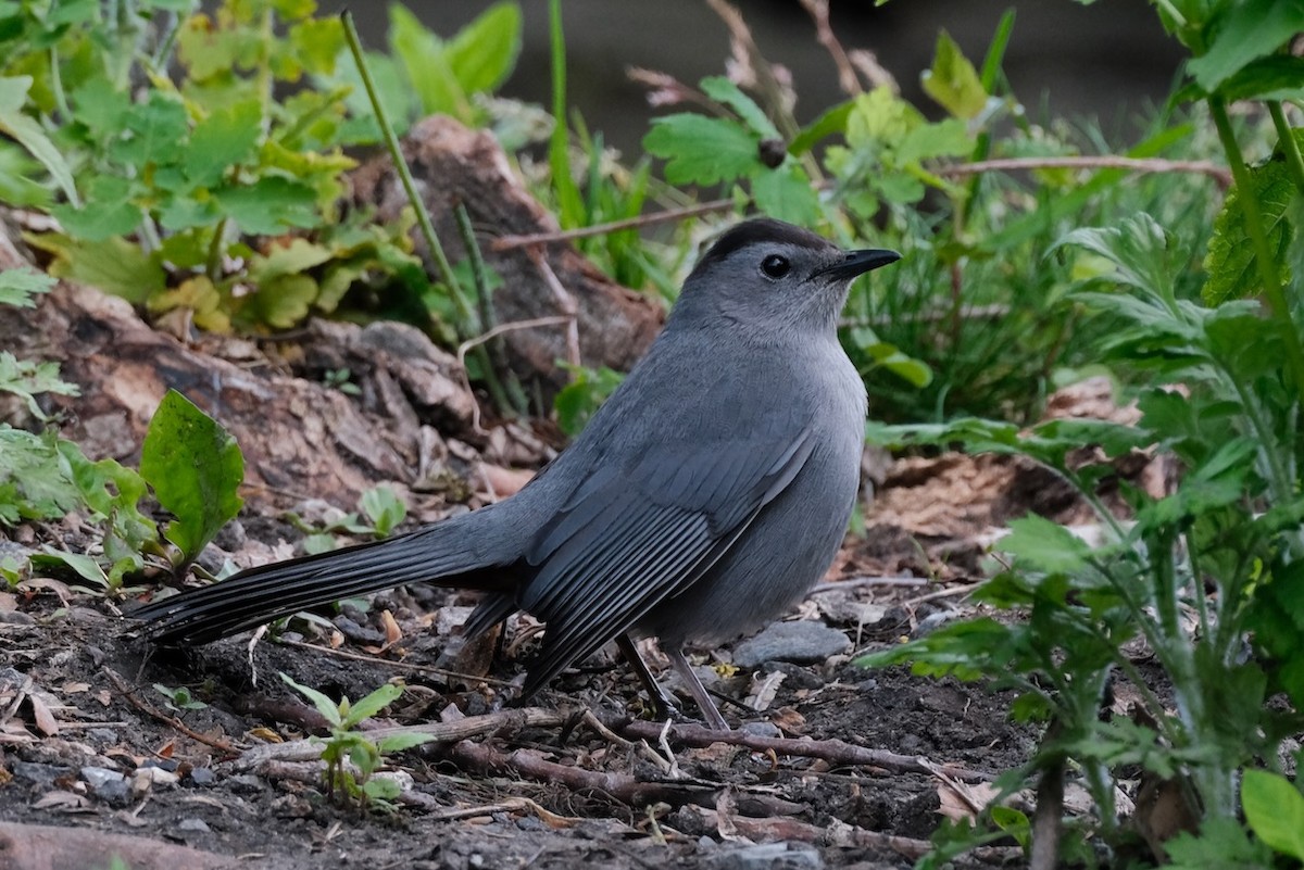 Pájaro Gato Gris - ML447097741