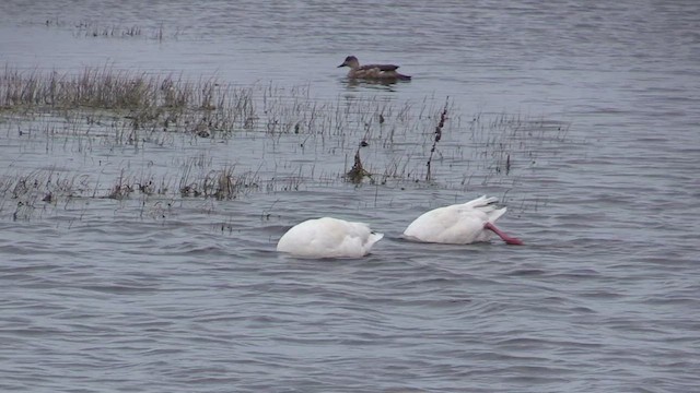 Coscoroba Swan - ML447098281