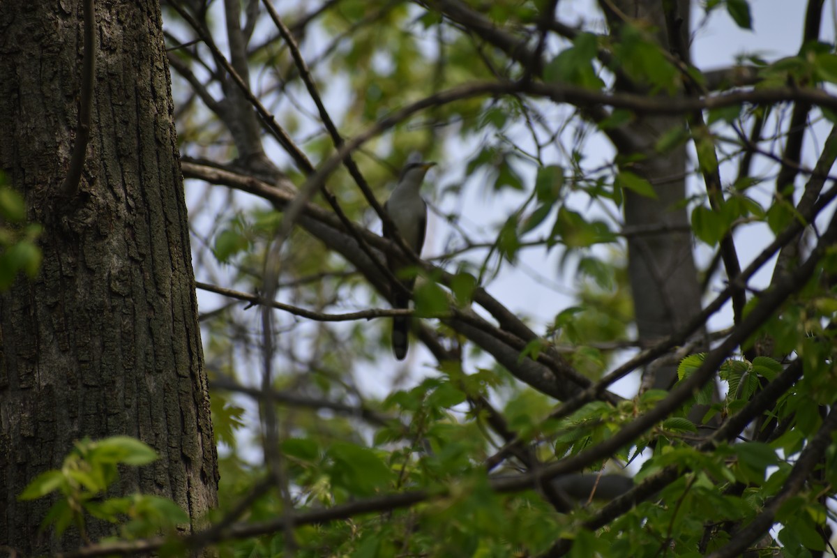 Yellow-billed Cuckoo - Brandon Ramsbottom