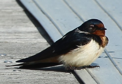 Barn Swallow - ML447102871