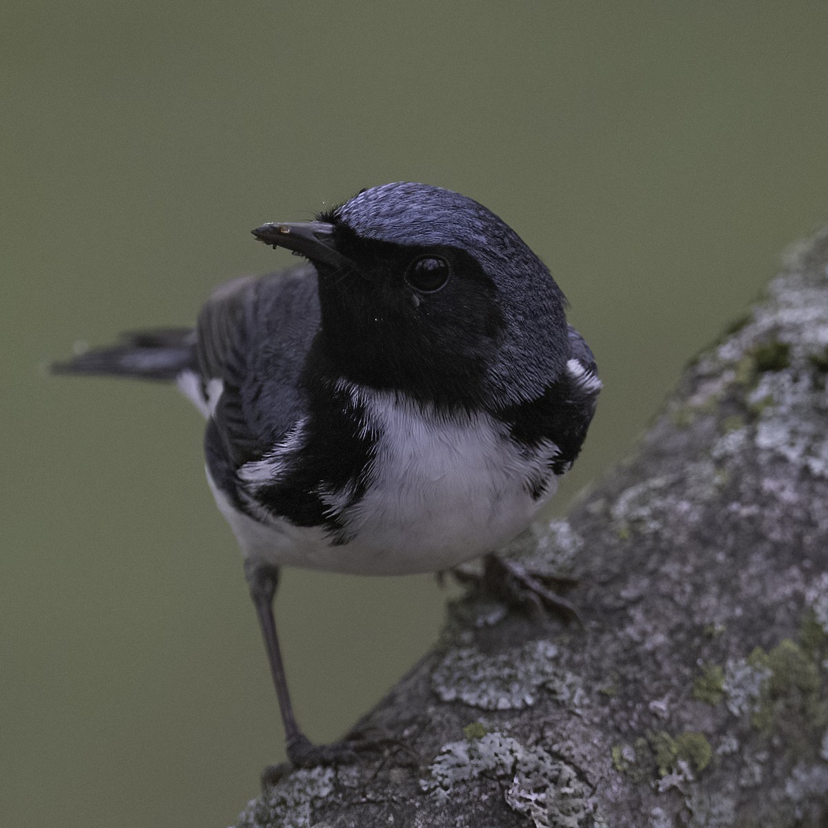 Black-throated Blue Warbler - ML447102921