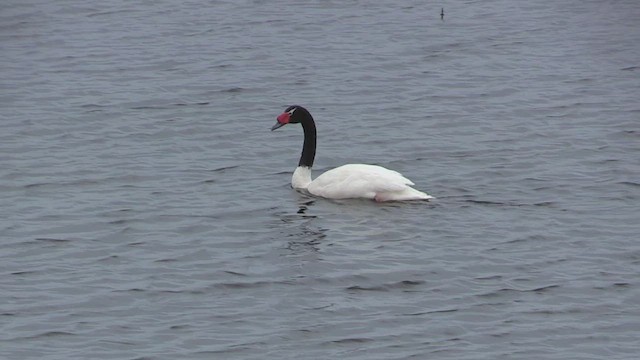 Cygne à cou noir - ML447103051