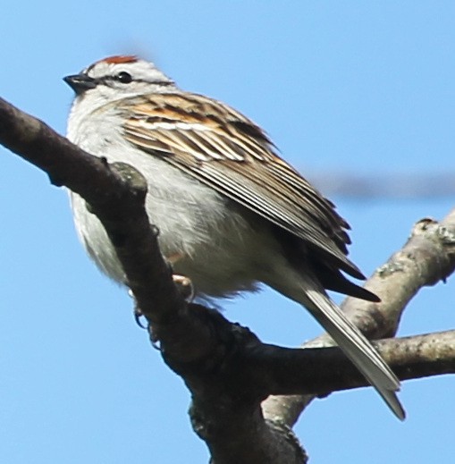 Chipping Sparrow - sicloot
