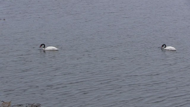 Cygne à cou noir - ML447104651