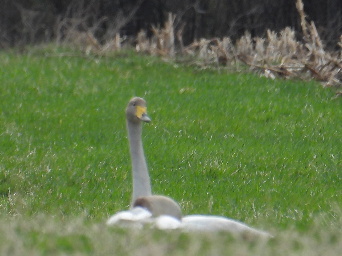 Whooper Swan - ML447104671